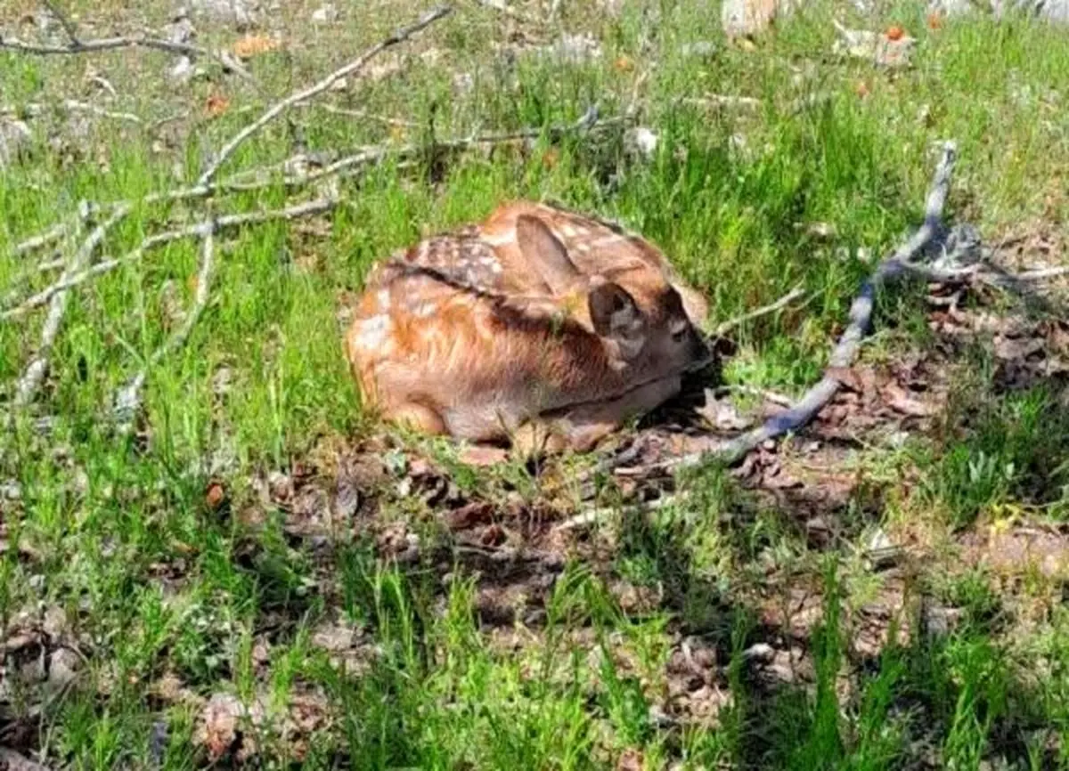 تولد نخستین گوساله گوزن زرد در سال جاری در ارسنجان