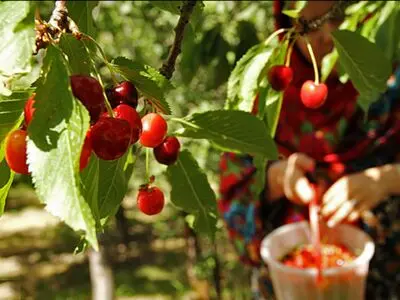 آغاز برداشت گیلاس از سطح ۱۳۶ هکتار از باغات اشنویه