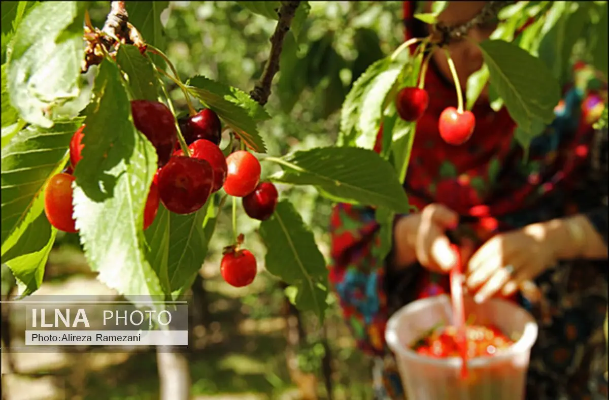 آغاز برداشت گیلاس از سطح ۱۳۶ هکتار از باغات اشنویه