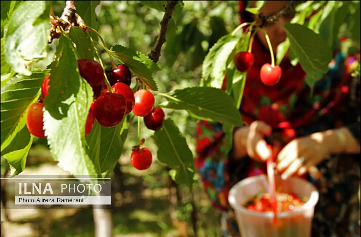 آغاز برداشت گیلاس از سطح ۱۳۶ هکتار از باغات اشنویه