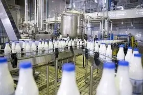 سالانه ۴۷ هزار تُن شیر در شهرستان بروجرد تولید می‌شود