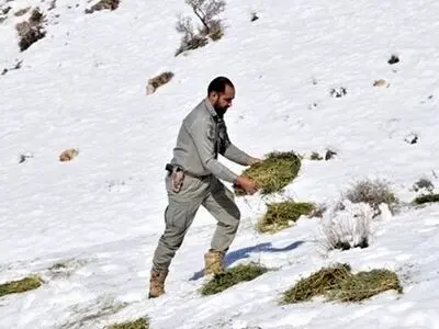 محیط‌بانان در برف و سرما به حیات وحش غذارسانی می‌کنند