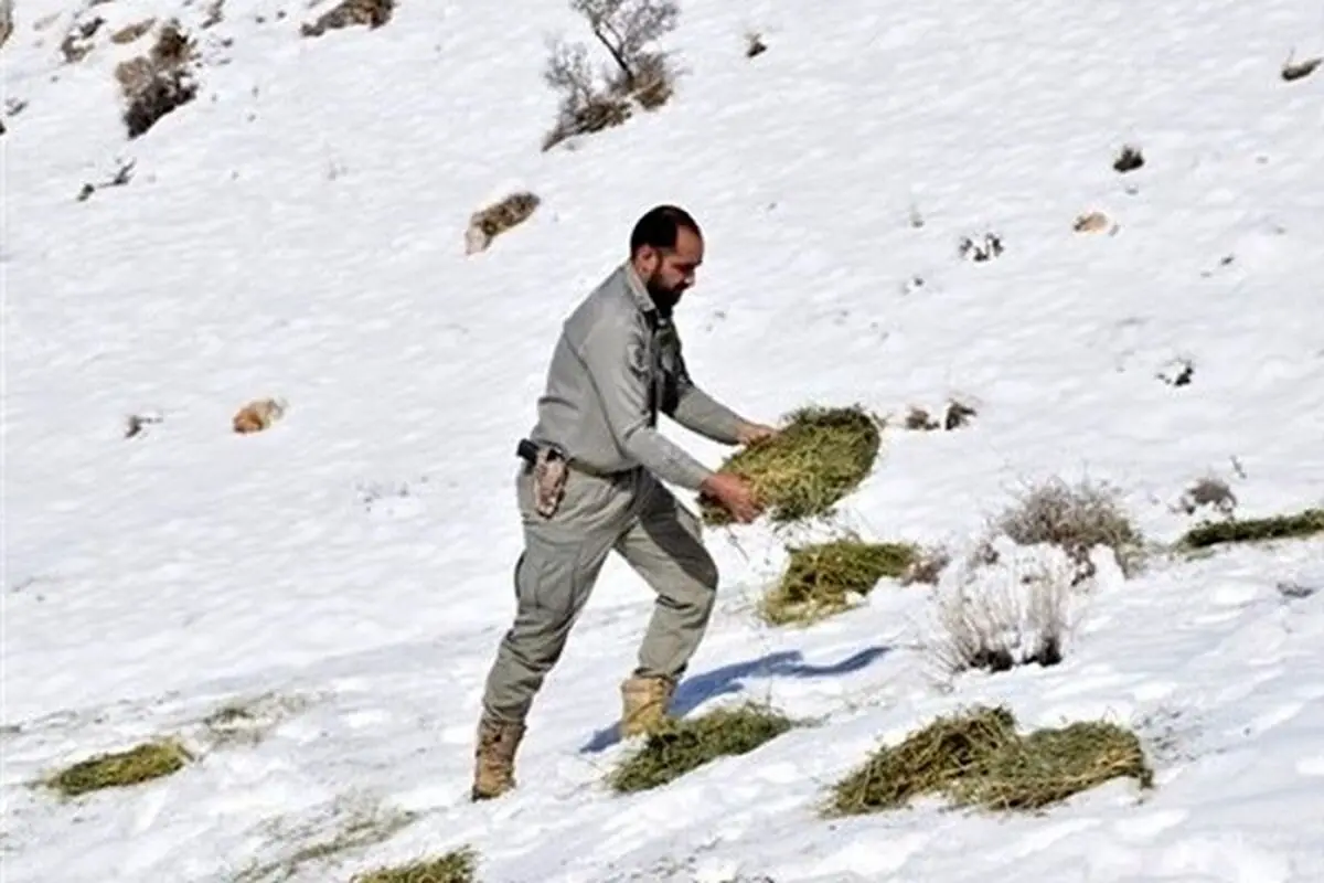محیط‌بانان در برف و سرما به حیات وحش غذارسانی می‌کنند