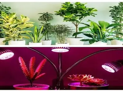 روش نگهداری از گیاهان آپارتمانی در محیط‌های کم نور 