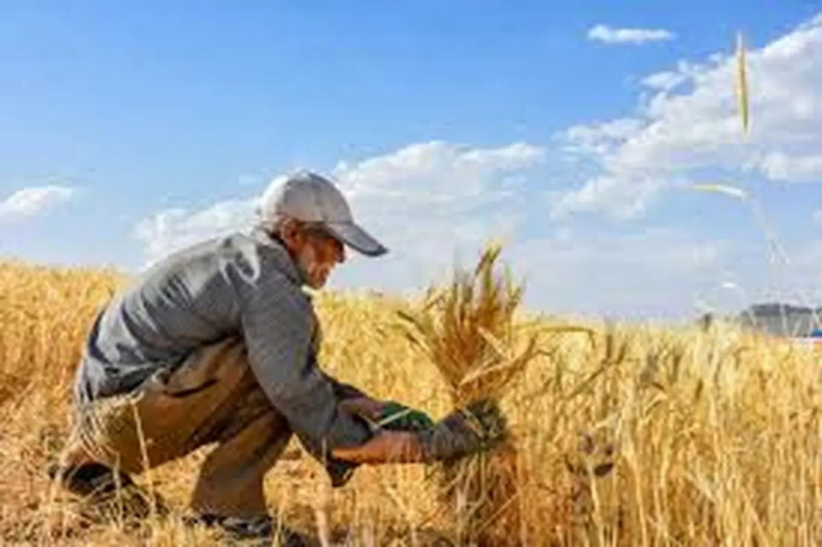 قیمت گندم همچنان نامشخص/ دولت منابع خرید گندم را با ارائه لایحه متمم به مجلس مشخص خواهد کرد/ امنیت غذایی شوخی‌بردار نیست