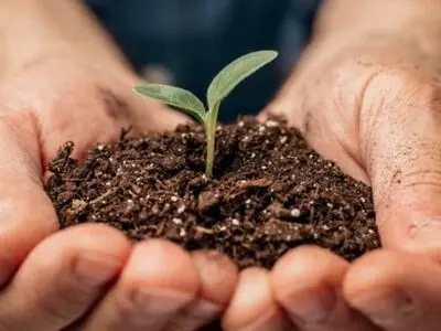 فواید استفاده از تفاله چای در تقویت گیاهان