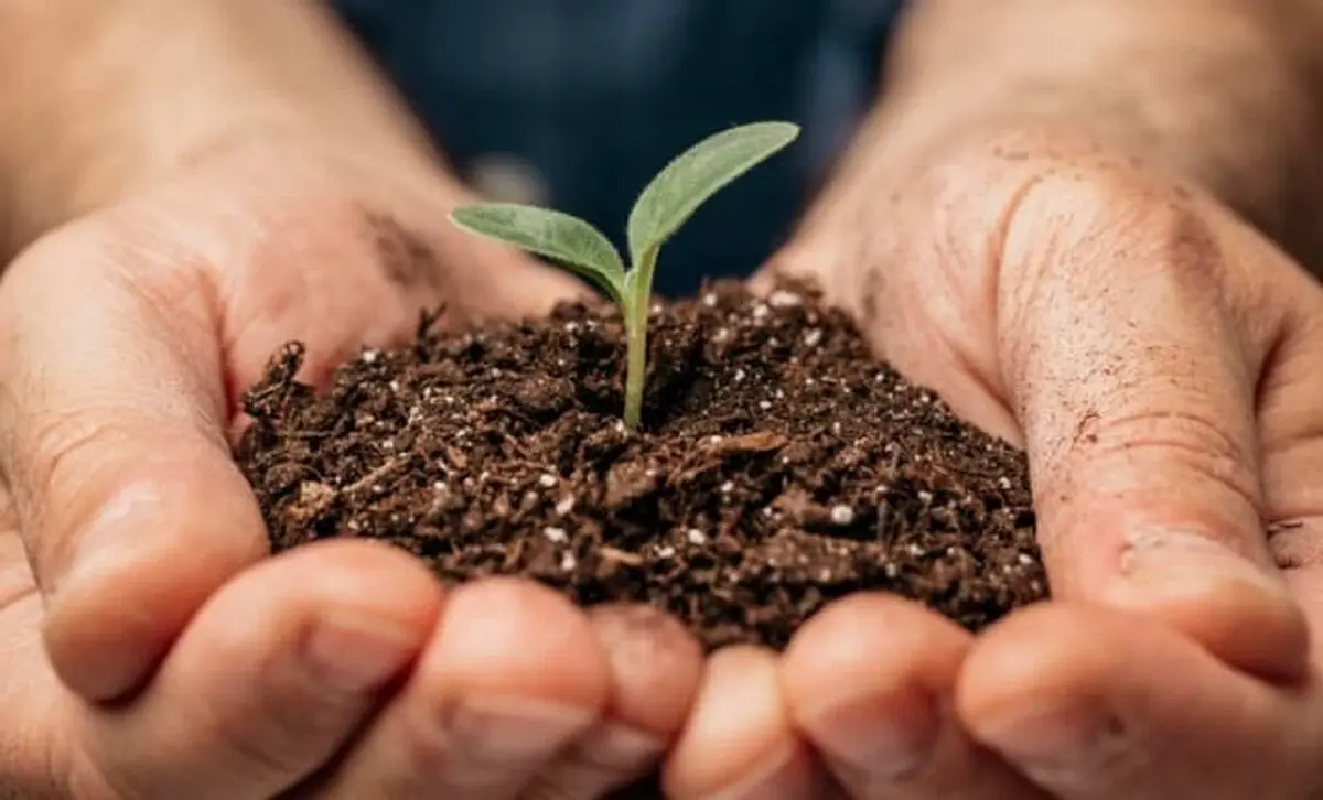 فواید استفاده از تفاله چای در تقویت گیاهان