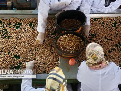 آغاز فرایند ثبت نشان جغرافیایی پسته باغستان