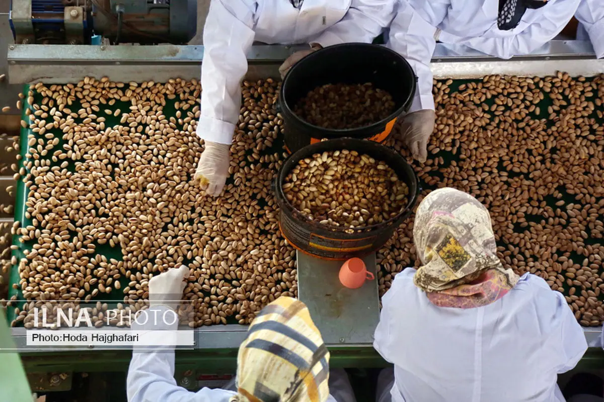 آغاز فرایند ثبت نشان جغرافیایی پسته باغستان