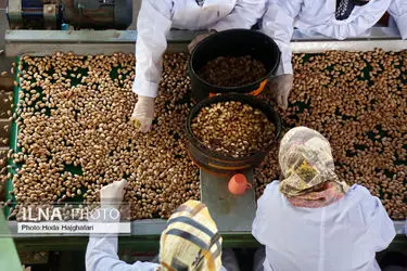آغاز فرایند ثبت نشان جغرافیایی پسته باغستان