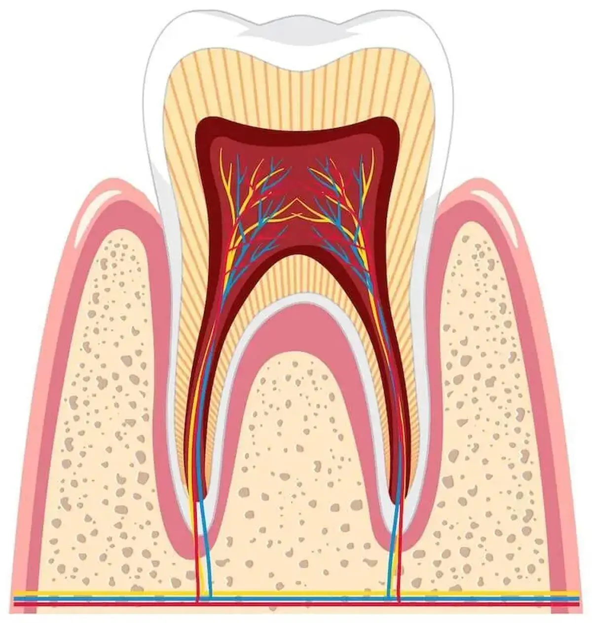 دلیل عفونت ریشه دندان چیست؟