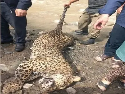 کشف لاشه یک پلنگ ایرانی در ارتفاعات روستای قزاقی شهرستان اسفراین
