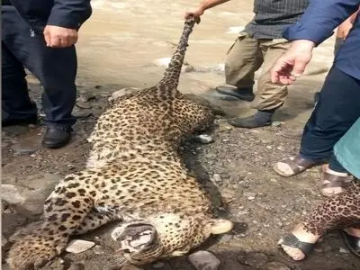 کشف لاشه یک پلنگ ایرانی در ارتفاعات روستای قزاقی شهرستان اسفراین