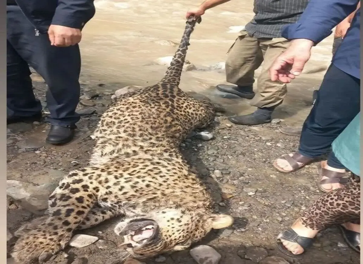 کشف لاشه یک پلنگ ایرانی در ارتفاعات روستای قزاقی شهرستان اسفراین