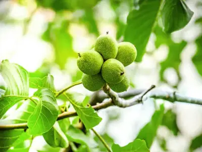 راهنمای خرید انواع نهال گردو پربار در بهار 1401