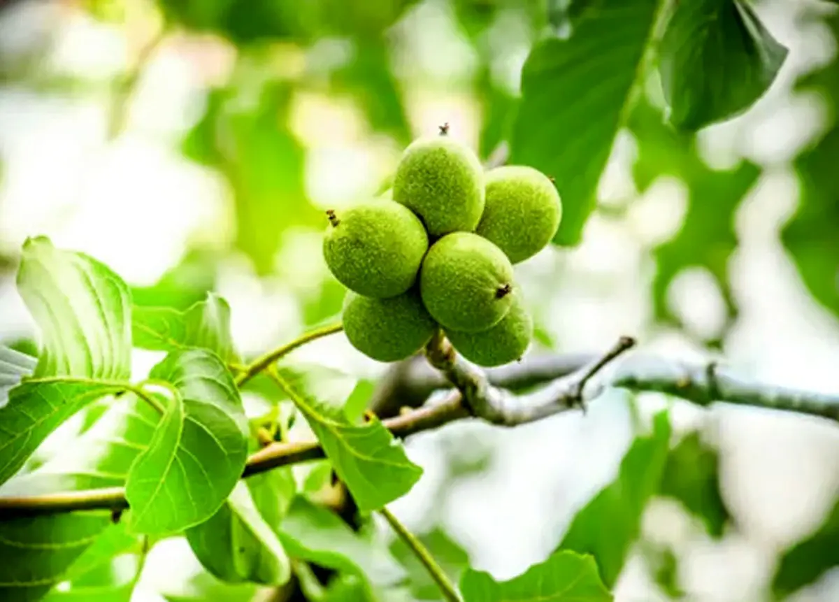 راهنمای خرید انواع نهال گردو پربار در بهار 1401