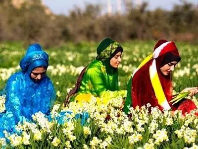 جشنواره گل‌های نرگس بهبهان به دلیل بارندگی لغو شد