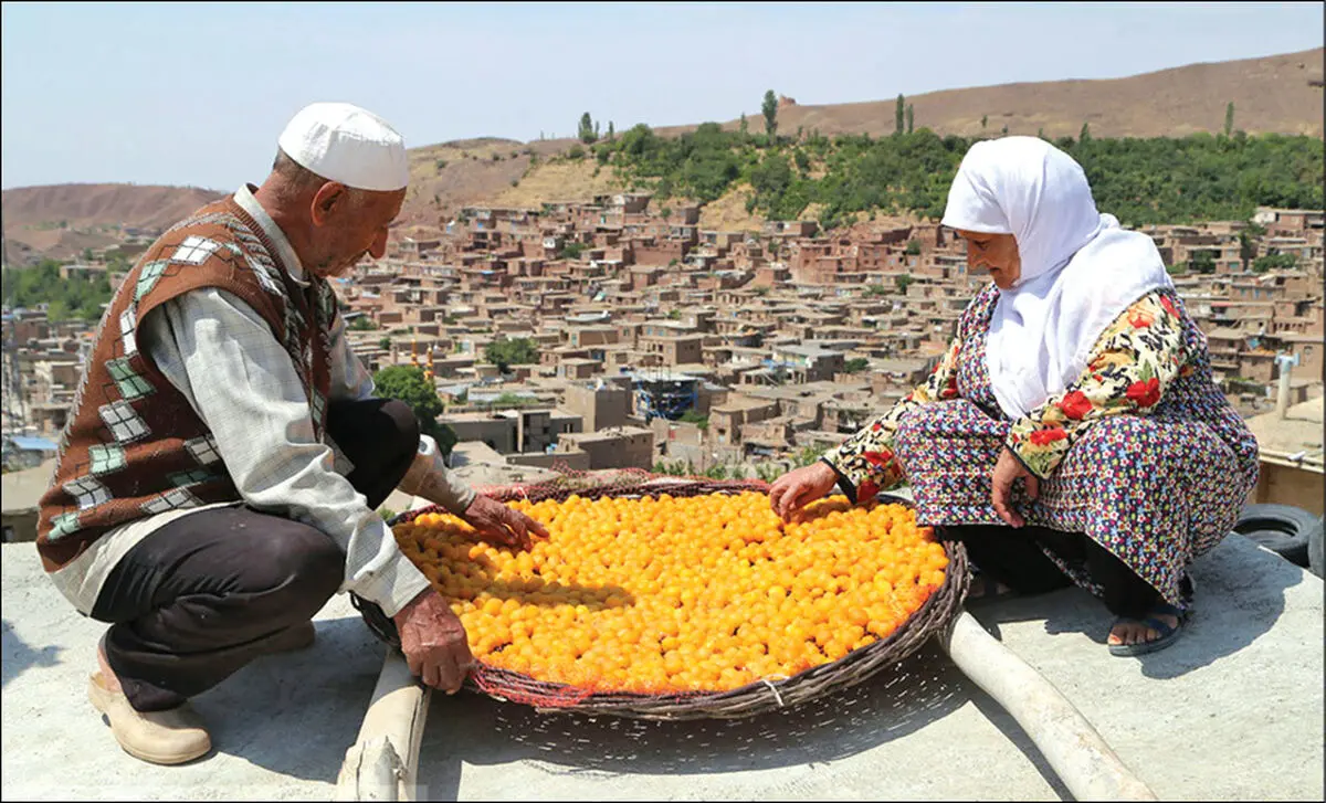 شهر خرو قطب اصلی تولید آلوی کشور/ میزبانی جشنواره ملی آلو در آبان 