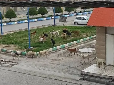 افزایش سگ‌های ولگرد در خیابان‌های بندر امام خمینی«ره»+ تصاویر