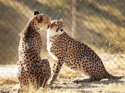نقشه راه نجات یوز ایرانی
