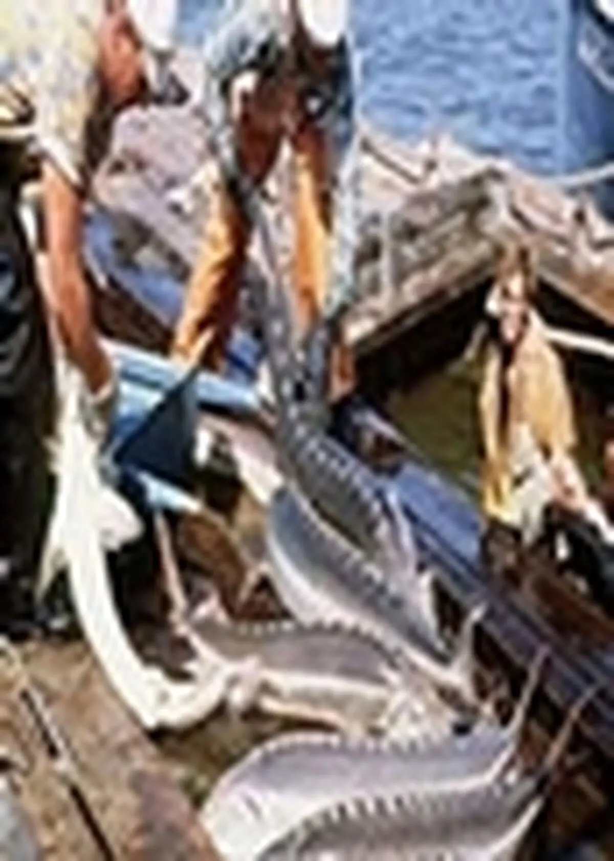 آغاز صید ماهیان خاویاری در مازندران