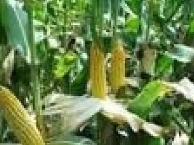 فروش دانه های طلایی خوزستان در بورس