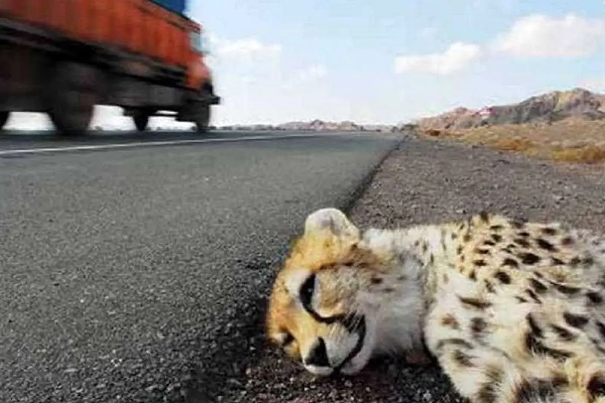 هنوز اقدام خاصی برای ایمن‌سازی مسیر عبور یوزپلنگ در جاده میامی – سبزوار انجام نشده است/ دستگاه‌های متولی به کمک محیط‌زیست بیایند 