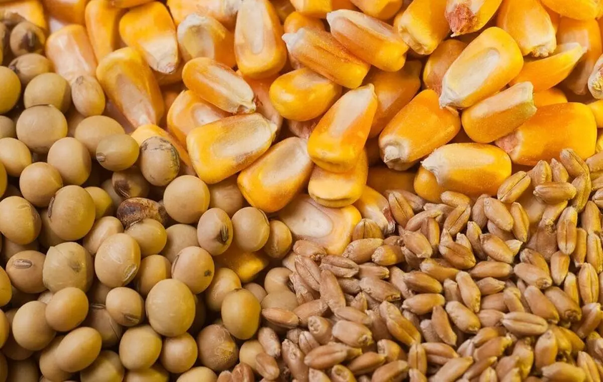 استفاده از ذخایر پشتیبانی امور دام در راستای تأمین نهاده استان مرکزی