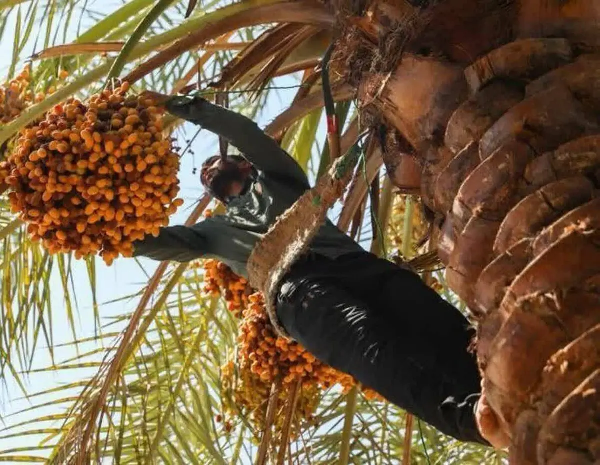 برداشت ۲۰ هزار تن خرما از نخیلات شادگان؛ پیشبینی تولید تا ۱۰۰ هزار تن برداشت ۲۰ هزار تن خرما از نخیلات شادگان؛ پیشبینی تولید تا ۱۰۰ هزار تن