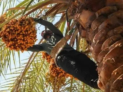پیش بینی برداشت ۲۰۰ هزار تن محصول خرما در استان هرمزگان