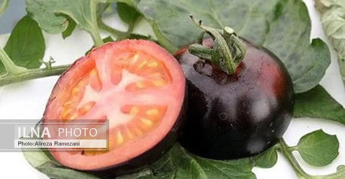 پرورش گوجه فرنگی به رنگ سیاه +عکس 