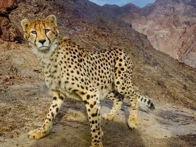 «پلنگ» محافظت شده در منطقه «بوزین» و «مرخیل» پاوه تصویربرداری شد