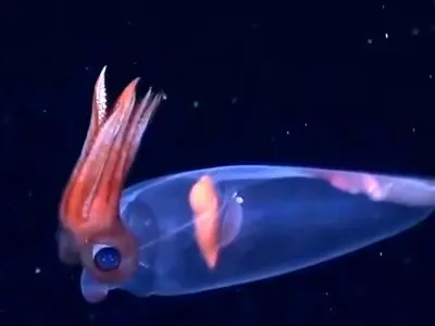 تصاویری شگفت‌انگیز از عمق ۱۷۲۹ متری اقیانوس