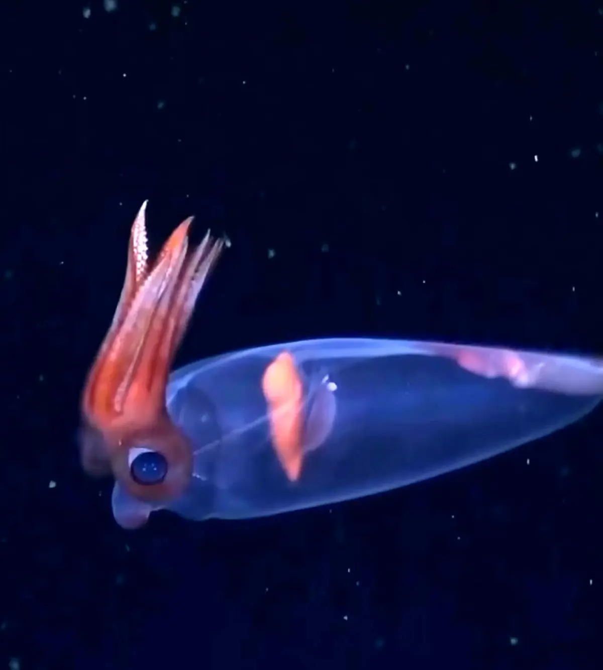 تصاویری شگفت‌انگیز از عمق ۱۷۲۹ متری اقیانوس