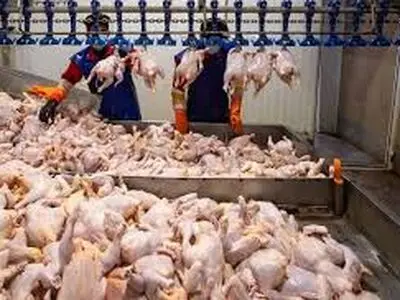 آمادگی ۸۰ واحد مرغداری لرستان برای کشتار ۲ میلیون قطعه مرغ گوشتی و ورود به بازار مصرف  
