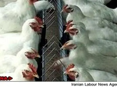 سرانه جهانی مرغ‌های بدست‌آمده از روش تلقیح مصنوعی ۵۰ تا ۵۵ درصد