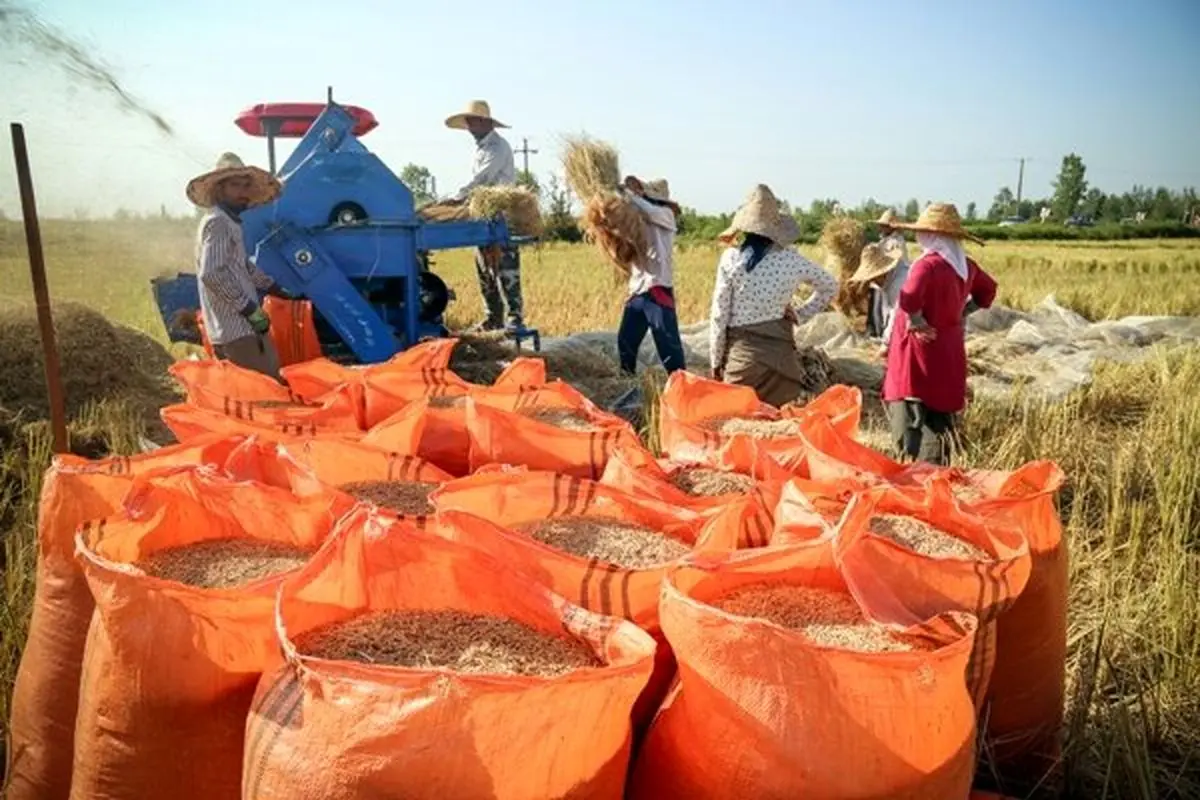 خشکسالی و تاثیر بر قیمت برنج