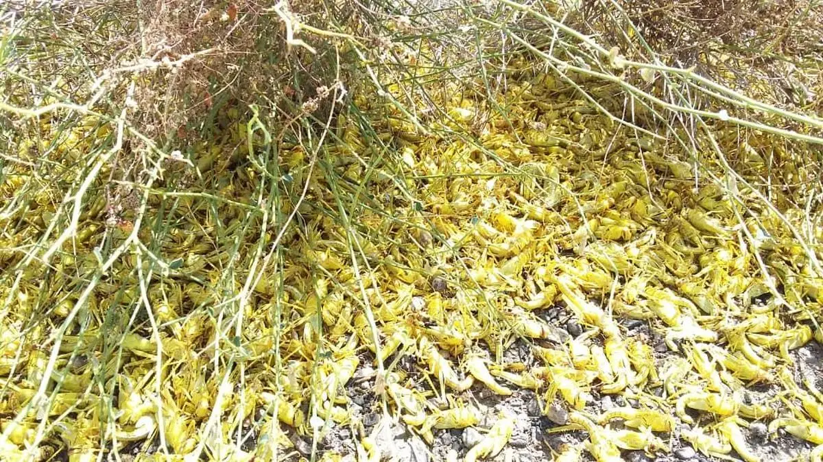 پایان مبارزه ۹ ماهه با آفت جهانی ملخ صحرایی در سیستان و بلوچستان