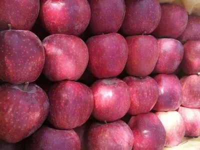 ذخایر کافی سیب در سردخانه‌ها