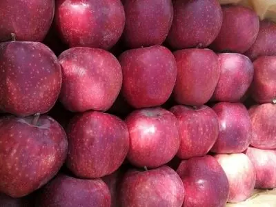 ذخایر کافی سیب در سردخانه‌ها