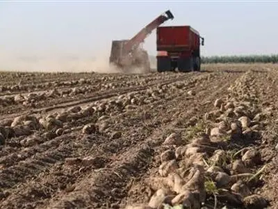 پیش بینی تولید 23 هزار تن چغندرقند پاییزه در مناطق گرمسیری کرمانشاه