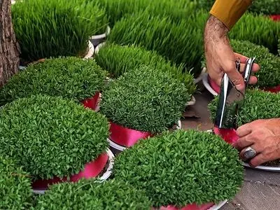 جایگزینی ماش به جای گندم در سبزه عید/ آمار دقیقی از فروش سبزه نداریم