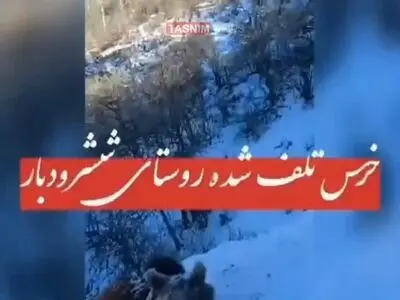 توله خرس قهوه‌ای در سوادکوه تلف شد + فیلم