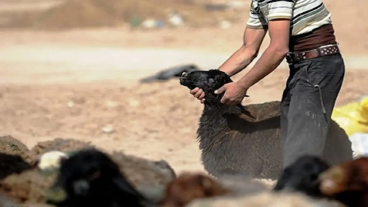 تهدید مسلحانه و سرقت دام در بخش میان جلگه نیشابور