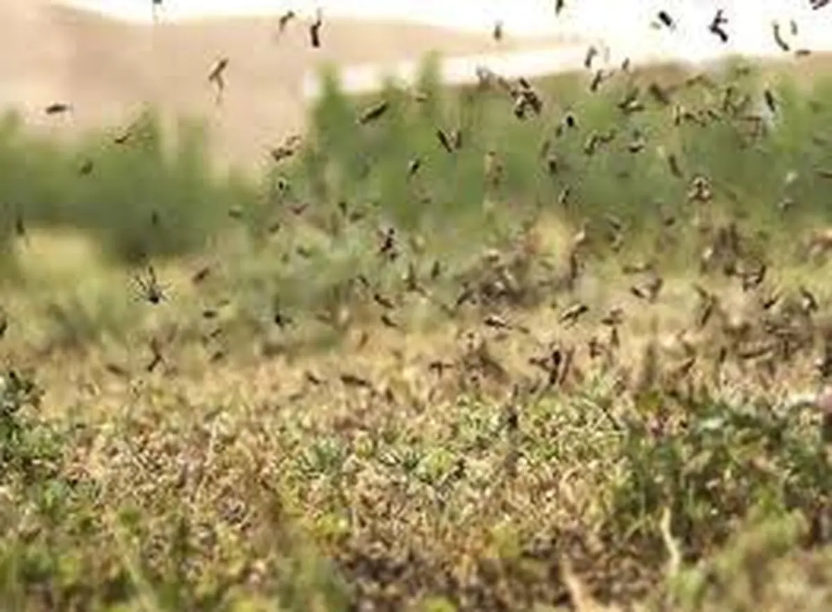 فائو به ایران در خصوص خطر هجوم ملخ هشدار داد