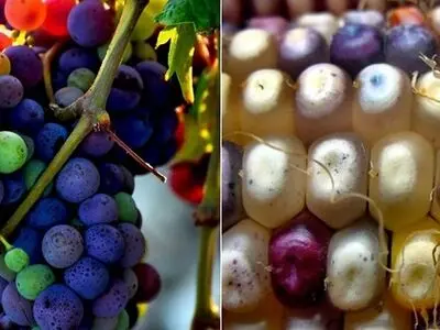 شرط وزارت صنعت برای واردات محصولات تراریخته+عکس