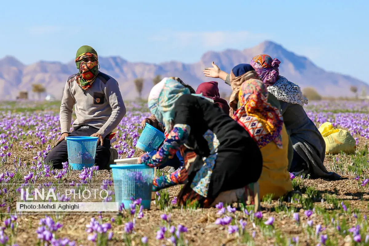 ۸۷ درصد زعفران ایران بدون نام صادر می‌شود/ هنوز برخی در دنیا نمی دانند ما تولیدکننده هستیم