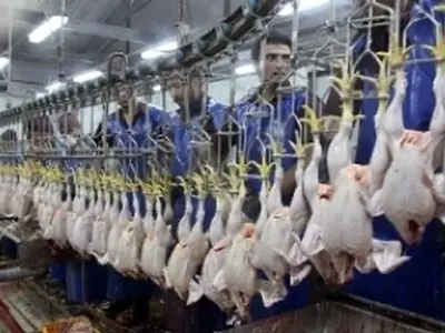 فعالیت ۱۴ واحدکشتارگاه طیور مرغ درگلستان