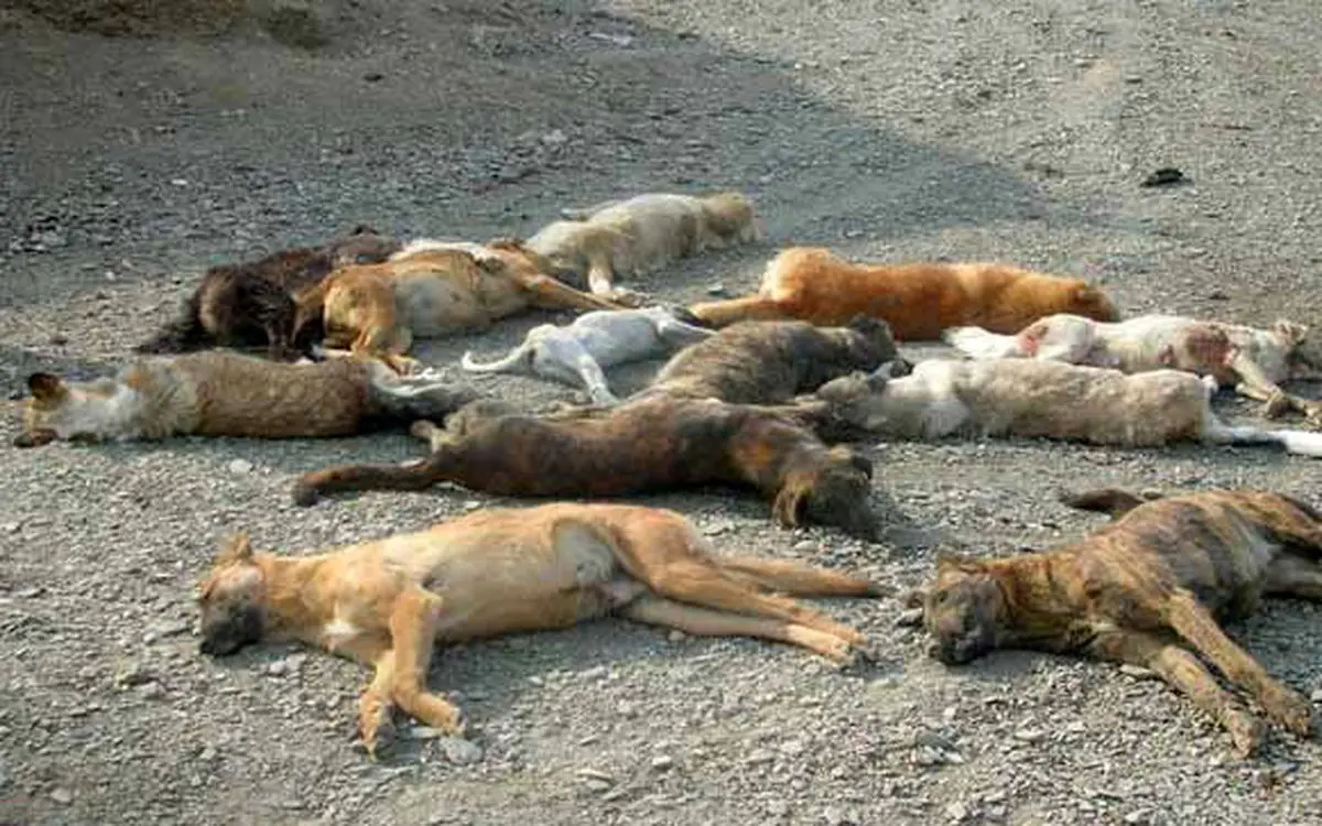 آمادگی مرکز اصلاح نژاد وزارت جهاد کشاورزی برای شناسنامه دار کردن سگ ها