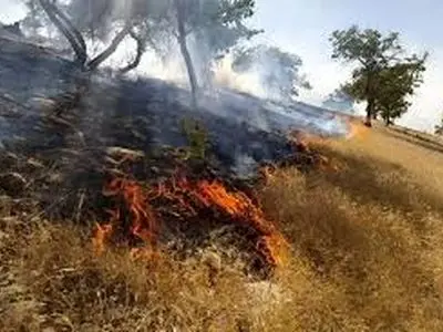 آتش سوزی مراتع در منطقه شیرز کوهدشت